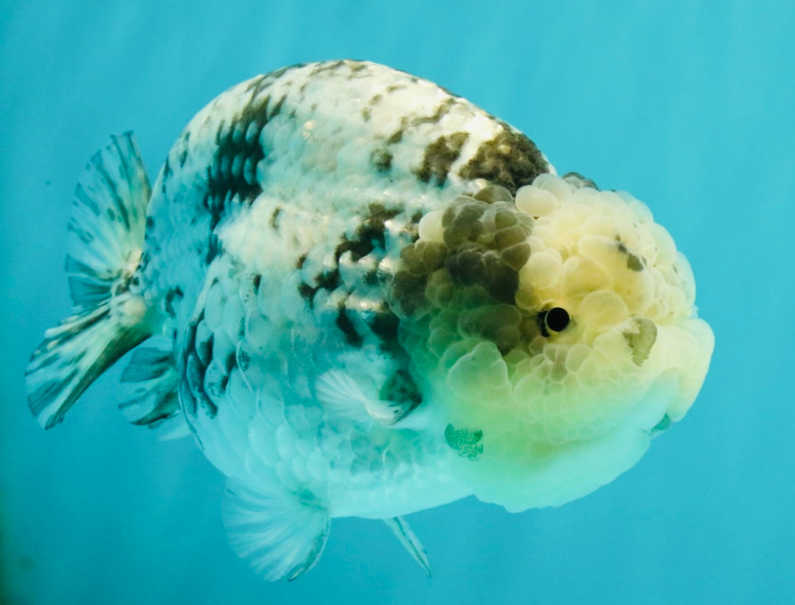 White Tiger Ranchu Female 5-5.5 inches #102326RC_04
