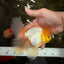 A Grade White Oranda Male 5.5-6 inches #080726OR_11