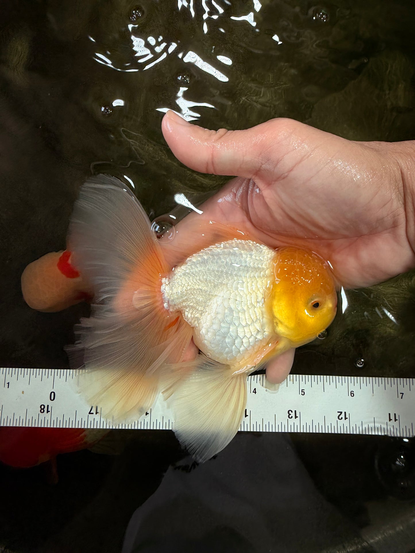 A Grade White Oranda Male 5.5-6 inches #080726OR_11