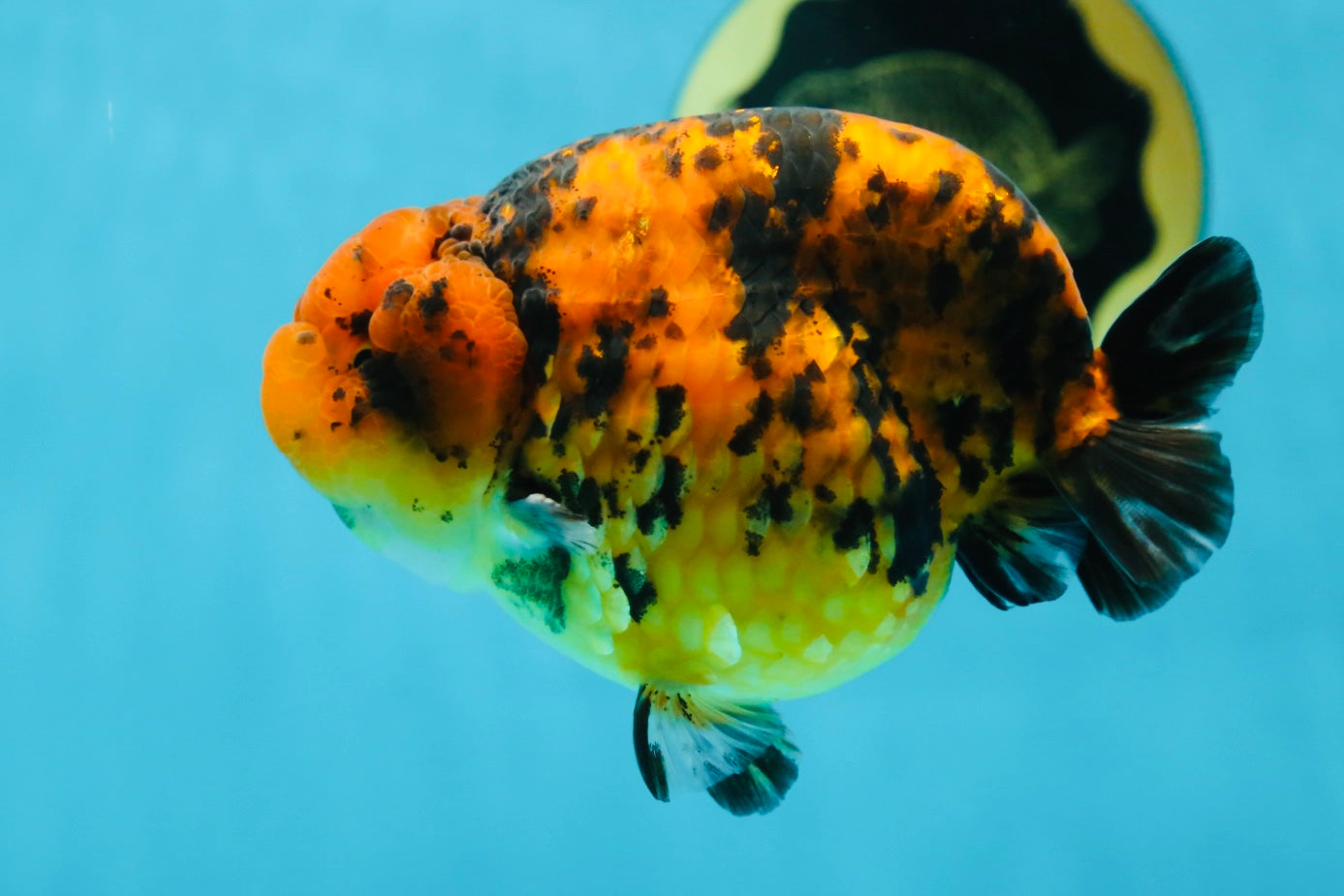 AAA Grade Tiger LionKing 4-4.5  inches #053025LC_10