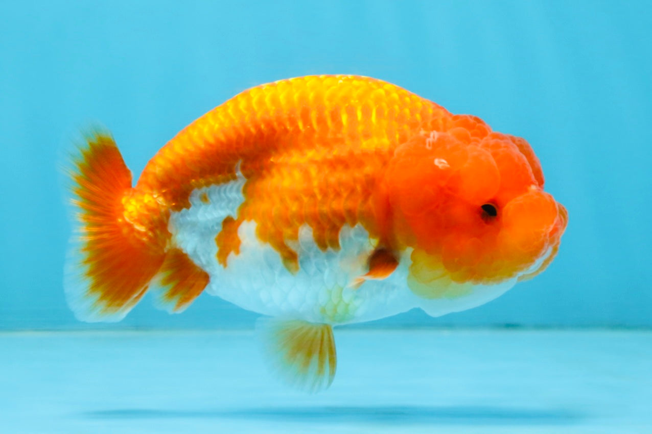 A Grade Red White LionQueen 4 inches #112125LC_14