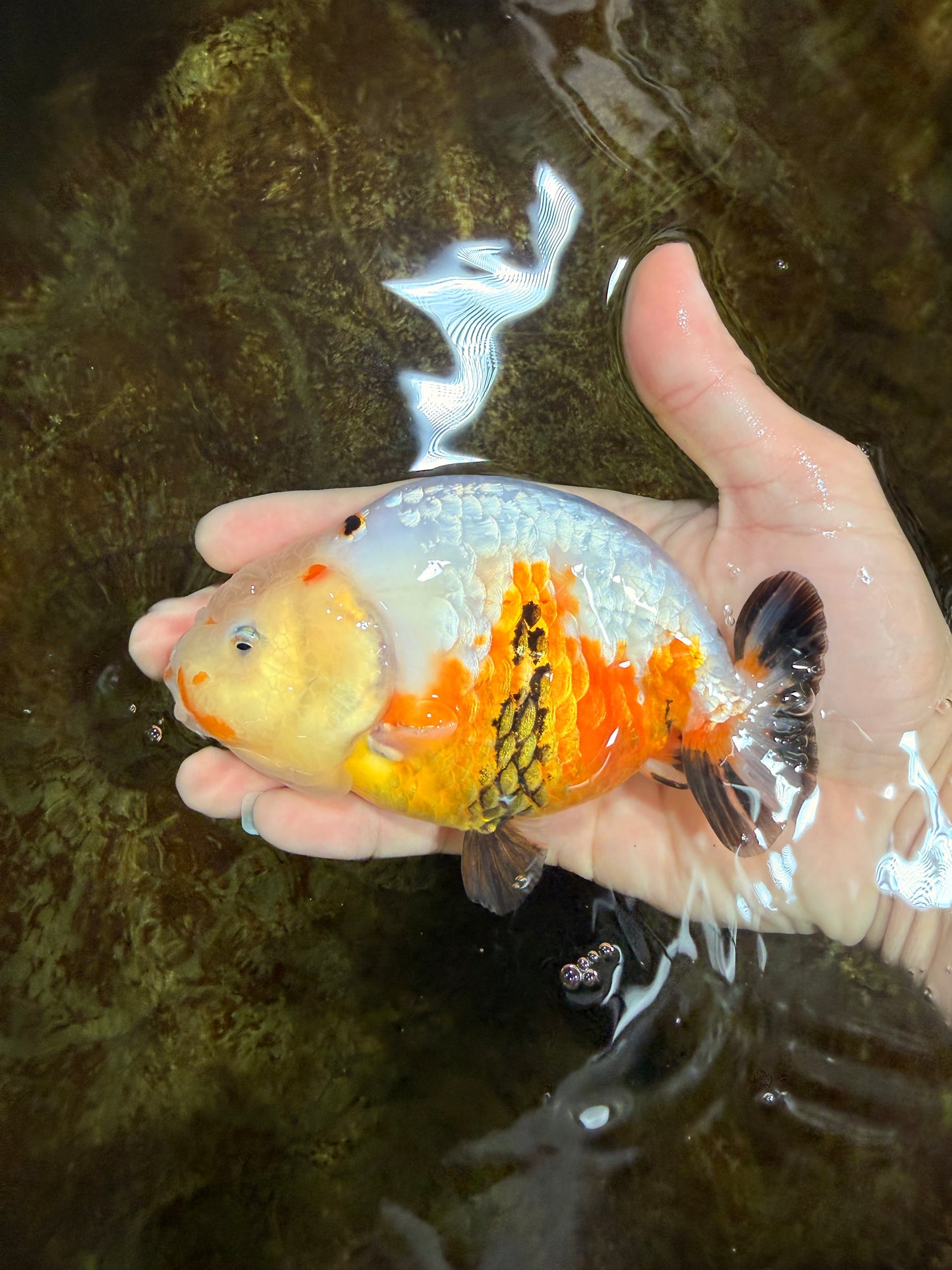 RARE Sakura Chinese Ranchu Female 5 inches #120525RC_08