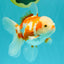 A Grade Kohaku Red White Oranda Female 5-5.5 inches #102326OR_06