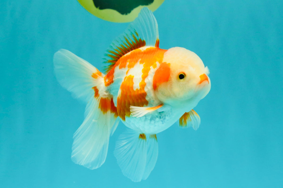 A Grade Kohaku Red White Oranda Female 5-5.5 inches #102326OR_06