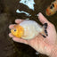A Grade Milk Cow Ranchu Female 4.5 inches #101025RC_14