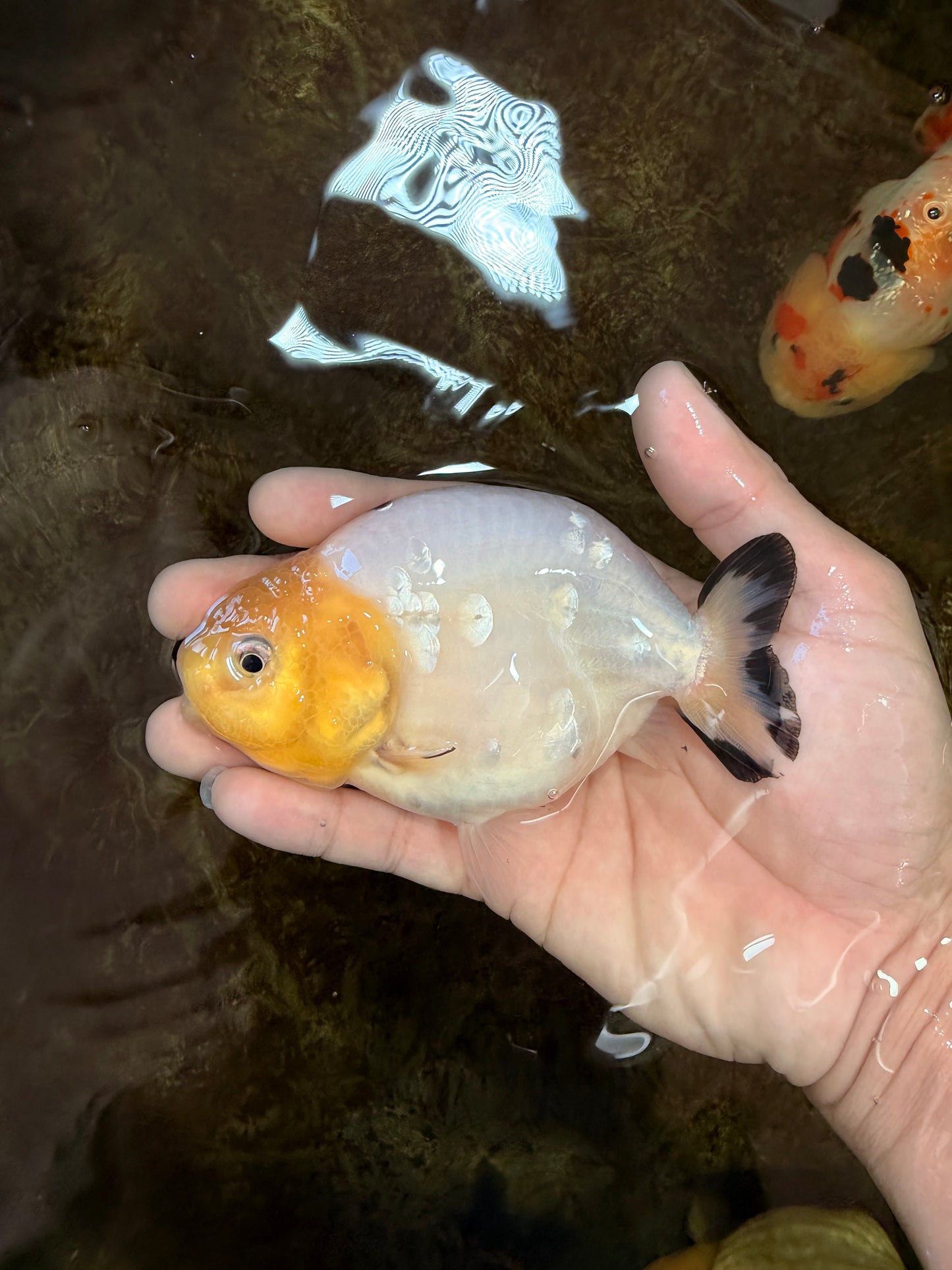 A Grade Milk Cow Ranchu Female 4.5 inches #101025RC_14