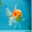 A Grade Sakura Oranda Male 4.5-5 inches #052325OR_06