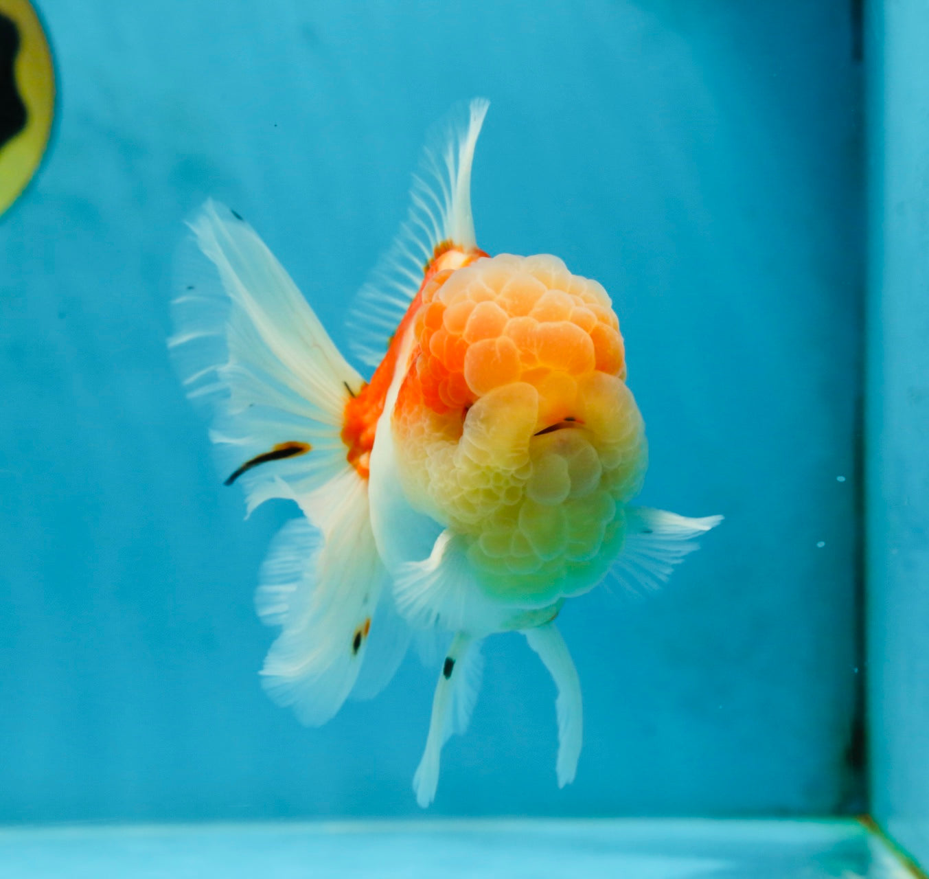 A Grade Sakura Oranda Male 4.5-5 inches #052325OR_06