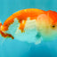 BIG WEN Red White Lionchu Female 4.5 inches #051526LC_16