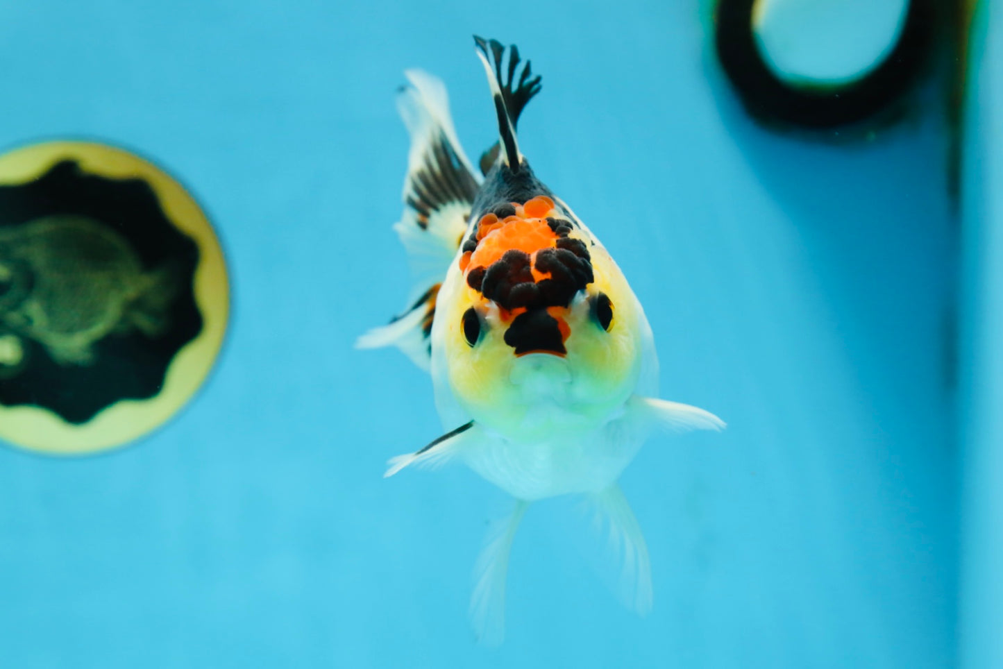 Adorable Tricolor Button Eyes Oranda Female 5 inches #080825OR_13