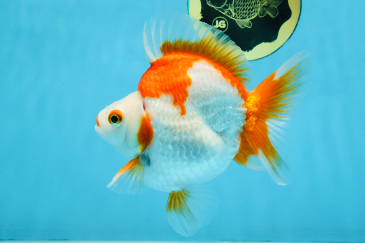 A Grade Red White Ryukin Female 5-5.5 inches #111425RK_07