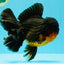 CHUNKY AAA Grade Godzilla Apache Oranda Male 6.5 inches #031326OR_02