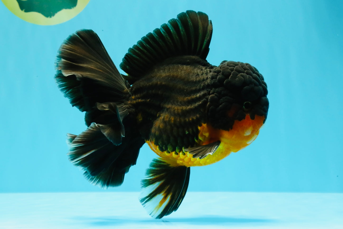 CHUNKY AAA Grade Godzilla Apache Oranda Male 6.5 inches #031326OR_02