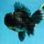 AAA Grade MIDNIGHT Kirin Oranda Male 5.5-6 inches #082925OR_15