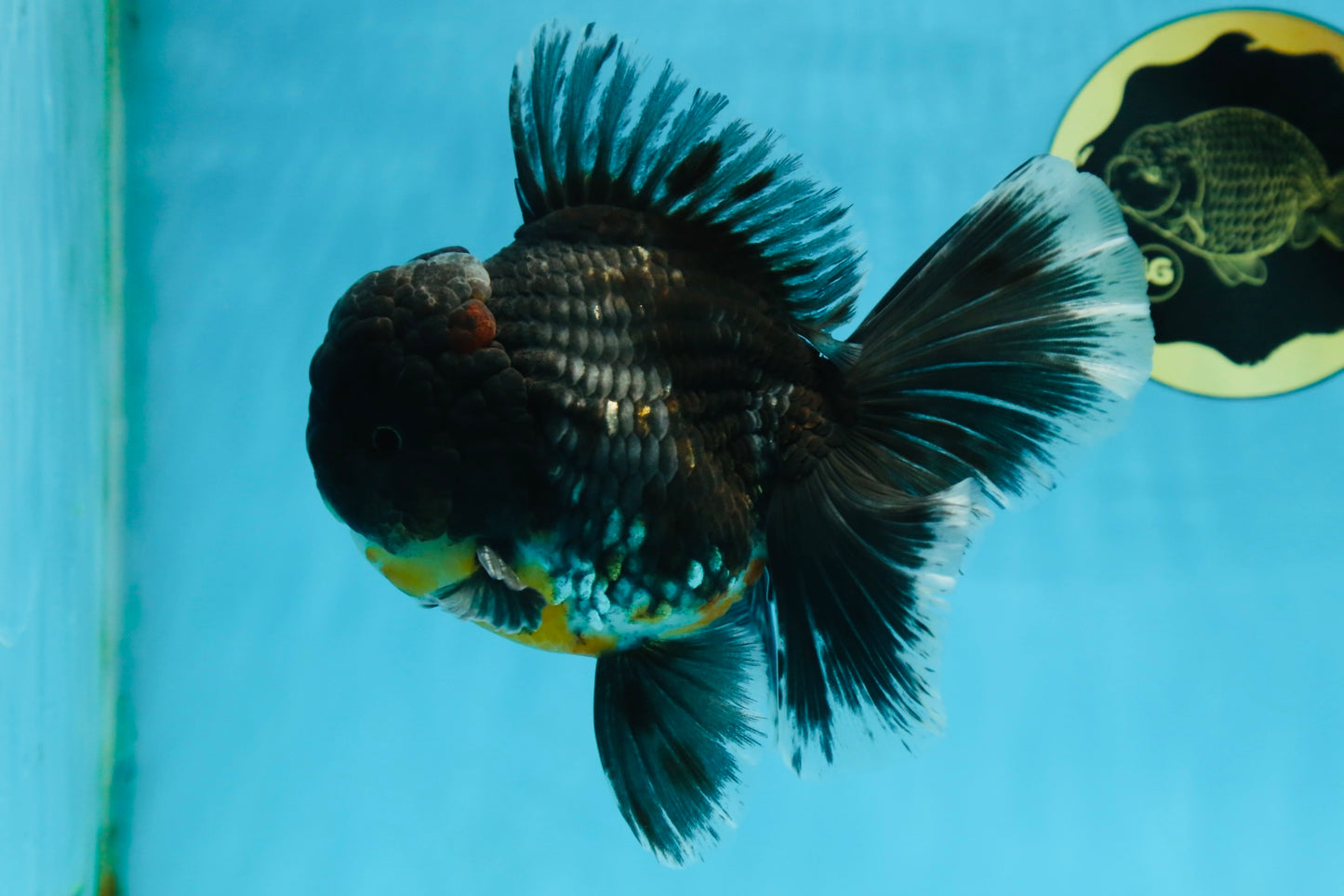 AAA Grade MIDNIGHT Kirin Oranda Male 5.5-6 inches #082925OR_15
