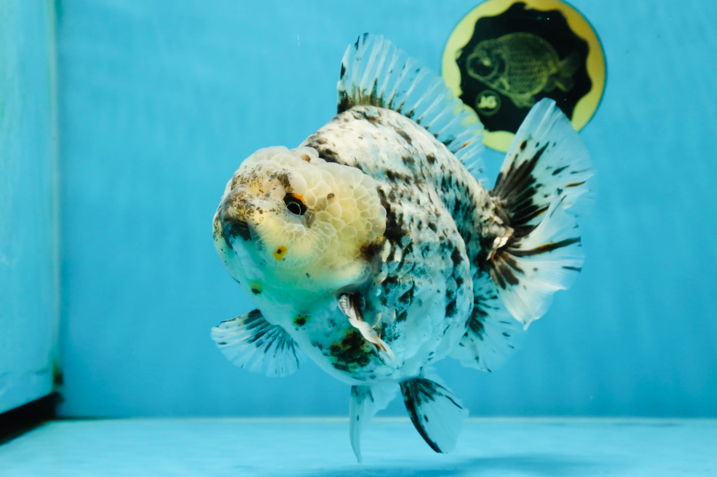 MONSTER AAA Grade White Tiger Yuanbao Male 7-7.5 inches #042525_01