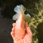 A Grade Snow White Oranda Female 6 inches #030626OR_26