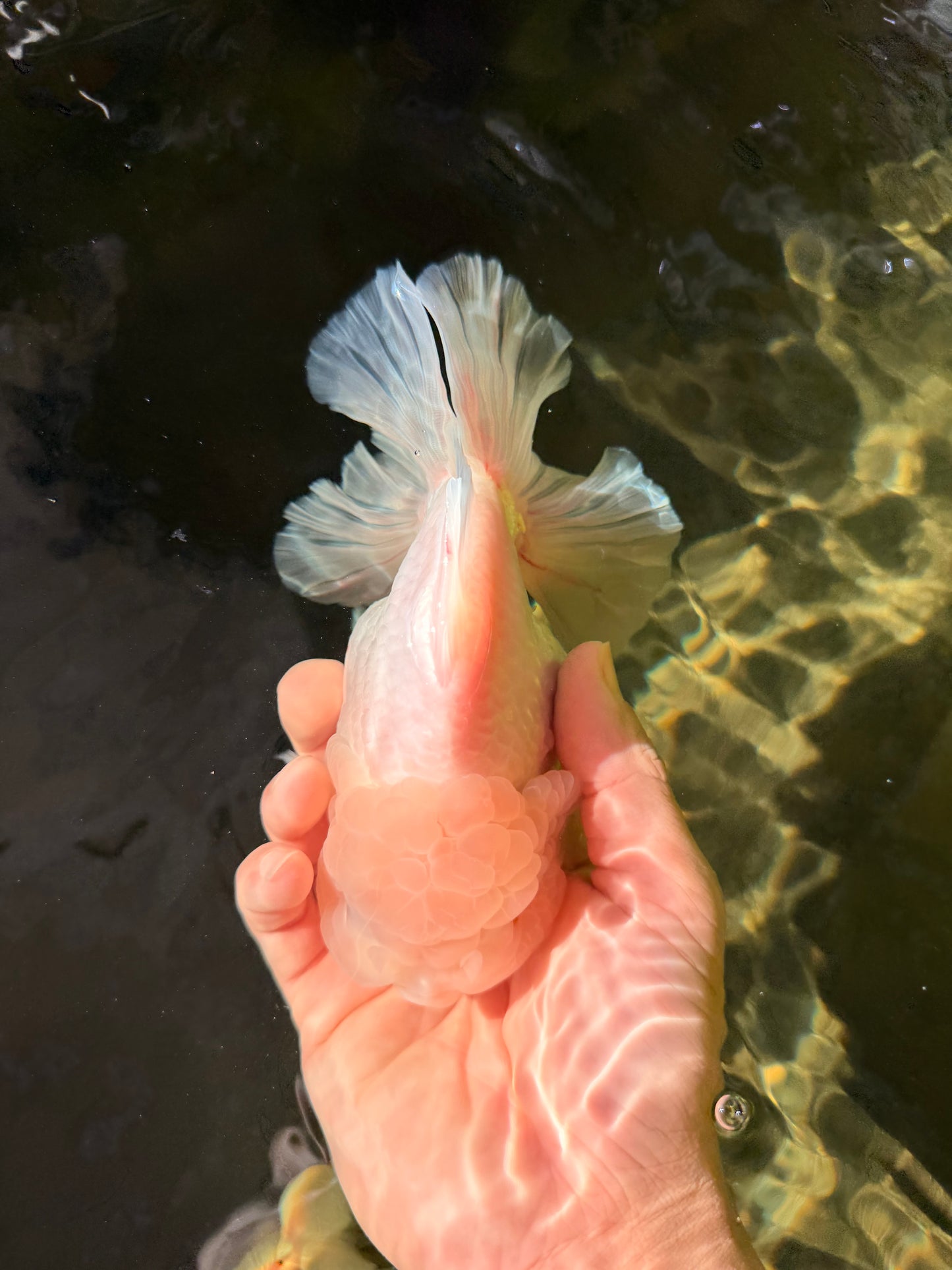 A Grade Snow White Oranda Female 6 inches #030626OR_26