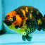 Tiger Chinese Ranchu Female 4.5-5 inches #101025RC_13
