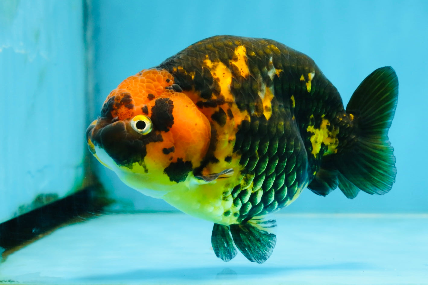 Tiger Chinese Ranchu Female 4.5-5 inches #101025RC_13