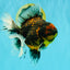 CHUNKY AAA Grade Tiger Oranda Male 6.5-7 inches #072426OR_01