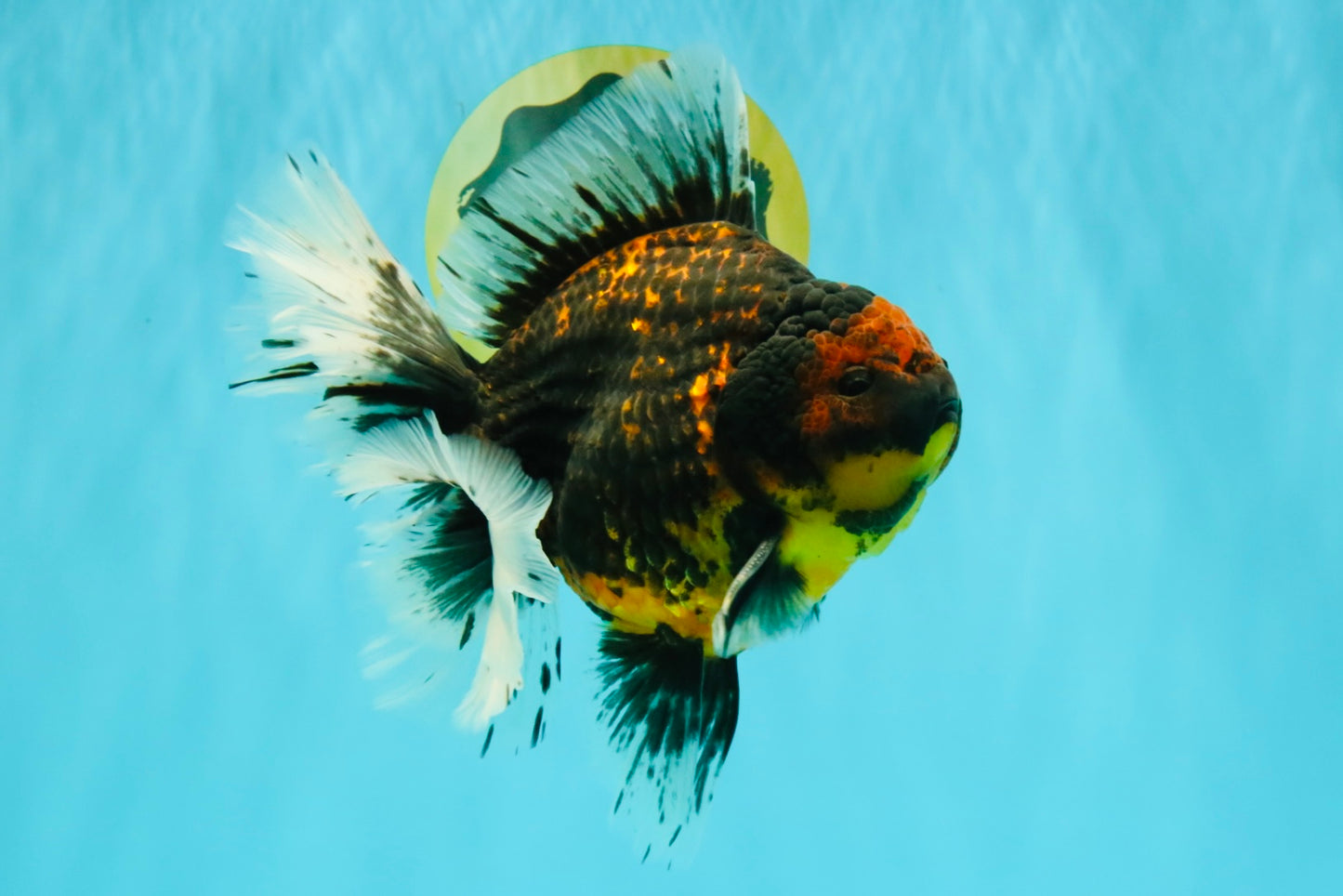 CHUNKY AAA Grade Tiger Oranda Male 6.5-7 inches #072426OR_01