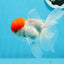 AAA Grade Red Cap Oranda Male 4.5 inches #0906OR_27