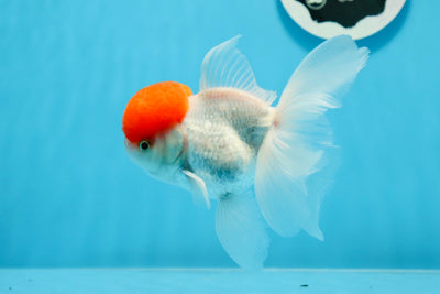 AAA Grade Red Cap Oranda Male 4.5 inches #0906OR_27