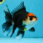 NEZHA Tricolor Oranda Female 5 inches #091925OR_08