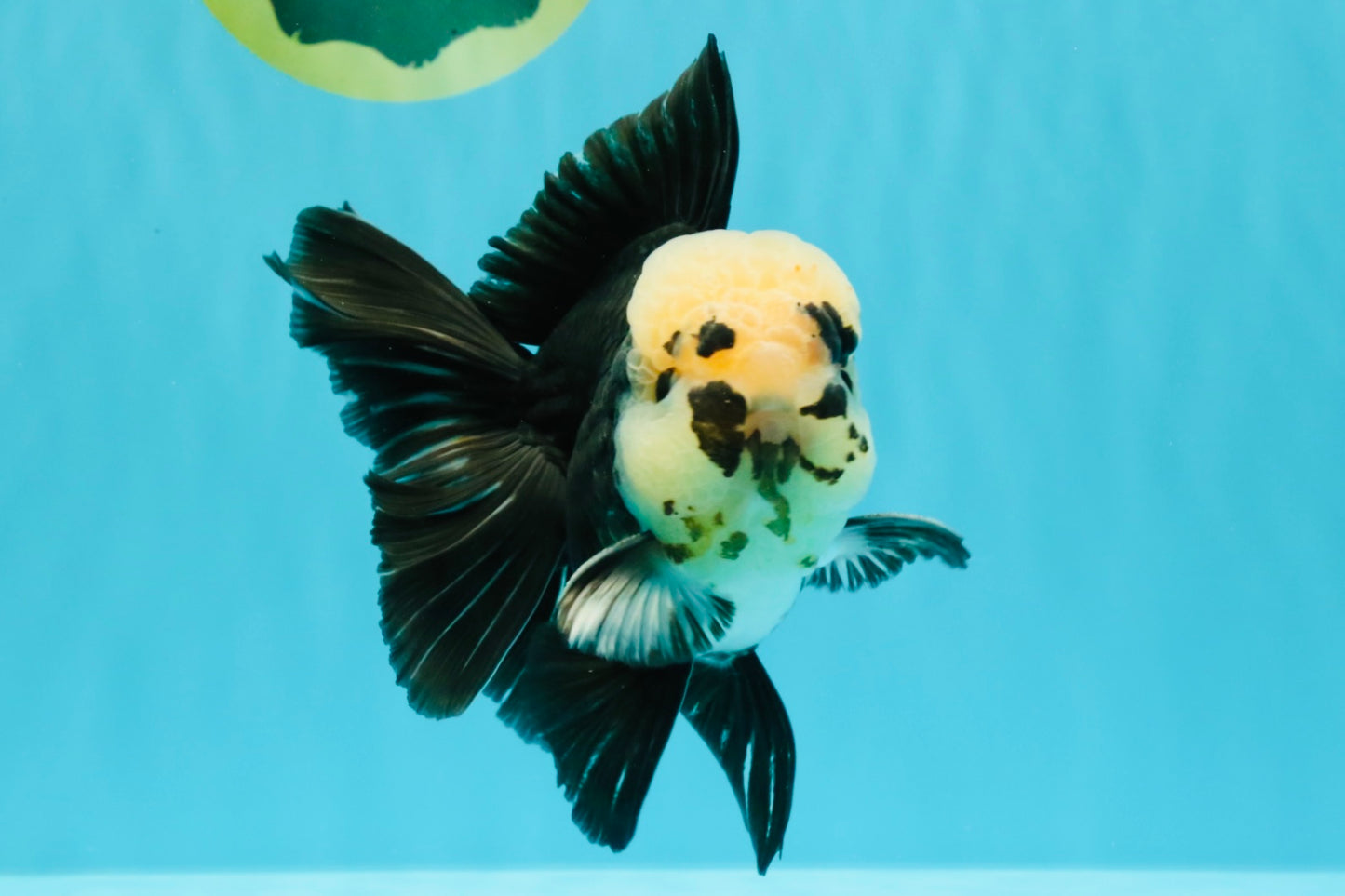 AAA Grade Panda Button Eyes Oranda Male 5.5 inches #031326OR_25