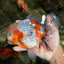 CHONKY AAA Grade Calico Oranda Male 6-6.5 inches #101626OR_21