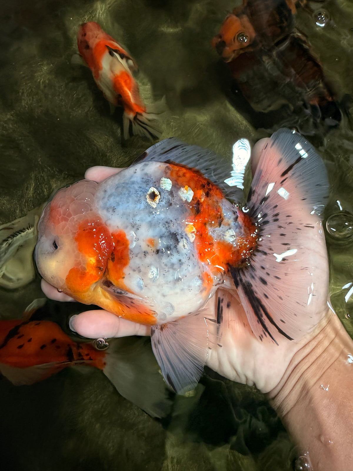 CHONKY AAA Grade Calico Oranda Male 6-6.5 inches #101626OR_21