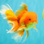 A Grade Red White Oranda Male 6 inches #082826OR_12