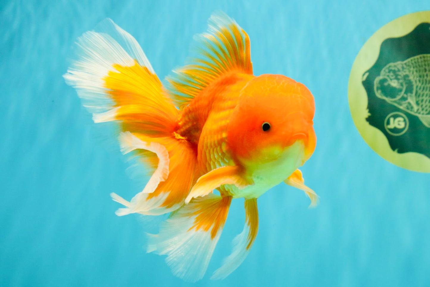 A Grade Red White Oranda Male 6 inches #082826OR_12