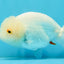White Lionchu Female 4.5 inches #032726LC_22