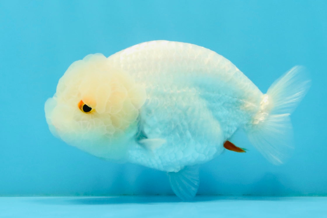 White Lionchu Female 4.5 inches #032726LC_22