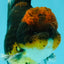 AAA Grade Dark Tiger Red Head Oranda Male 5-5.5 inches #050126OR_10