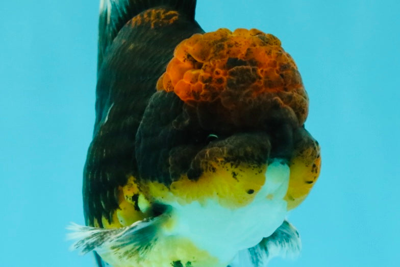 AAA Grade Dark Tiger Red Head Oranda Male 5-5.5 inches #050126OR_10