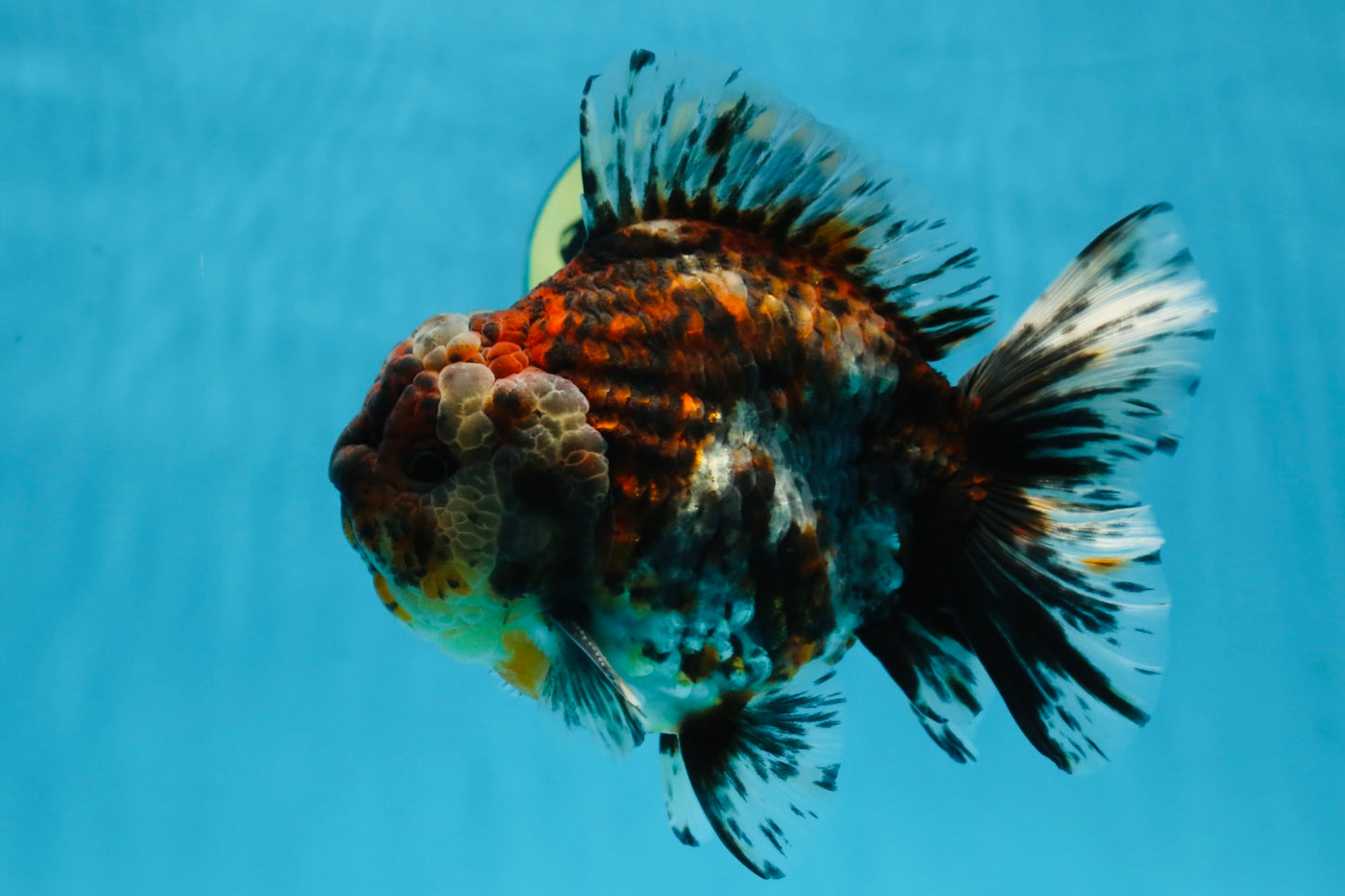 A Grade FLUFFY Calico Yuanbao Male 5.5 inches #091925YB_15