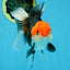 A Grade Tricolor Oranda Female 5-5.5 inches #080825OR_12