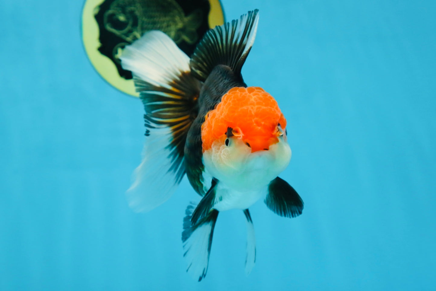 A Grade Tricolor Oranda Female 5-5.5 inches #080825OR_12