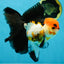 Fluffy Tail A Grade Tricolor Oranda Female 5-5.5 inches #042525OR_04
