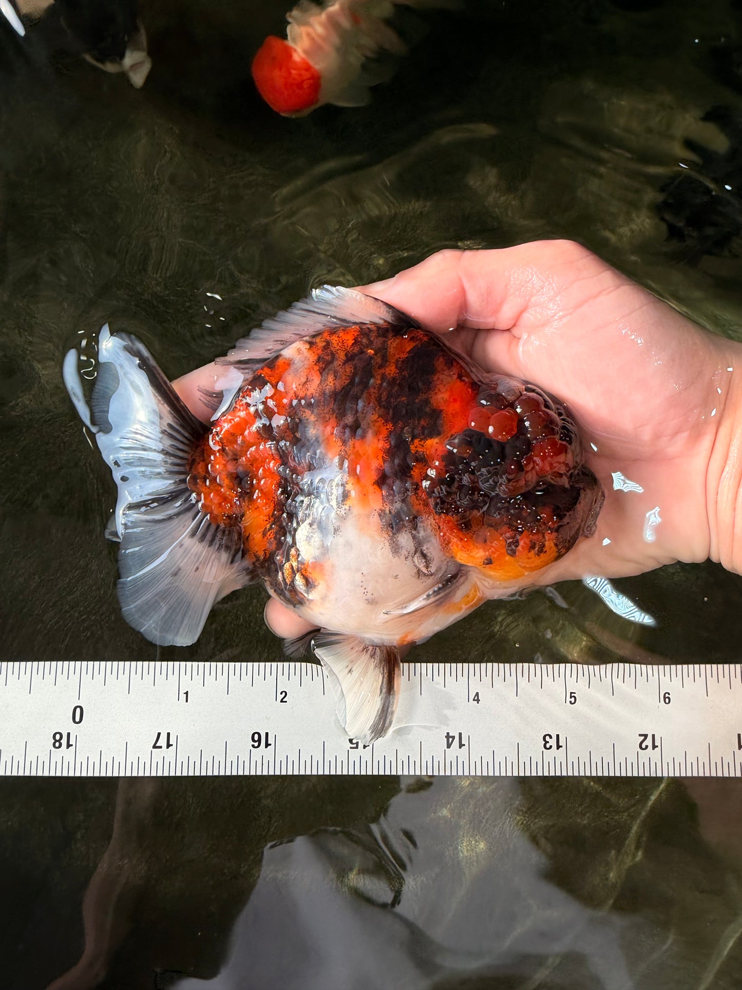 UNIQUE AAA Grade Special Tiger Yuanbao Male 5-5.5 inches #031326YB_23