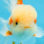 SUPER CUTE AAA Grade Red White Oranda Male 6 inches #082225OR_08