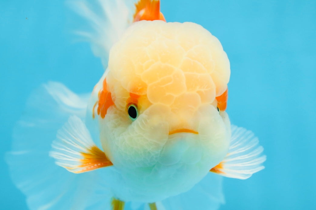 SUPER CUTE AAA Grade Red White Oranda Male 6 inches #082225OR_08