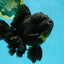 BULLDOG A Grade Godzilla Black Oranda 6.5 inches #022726OR_13