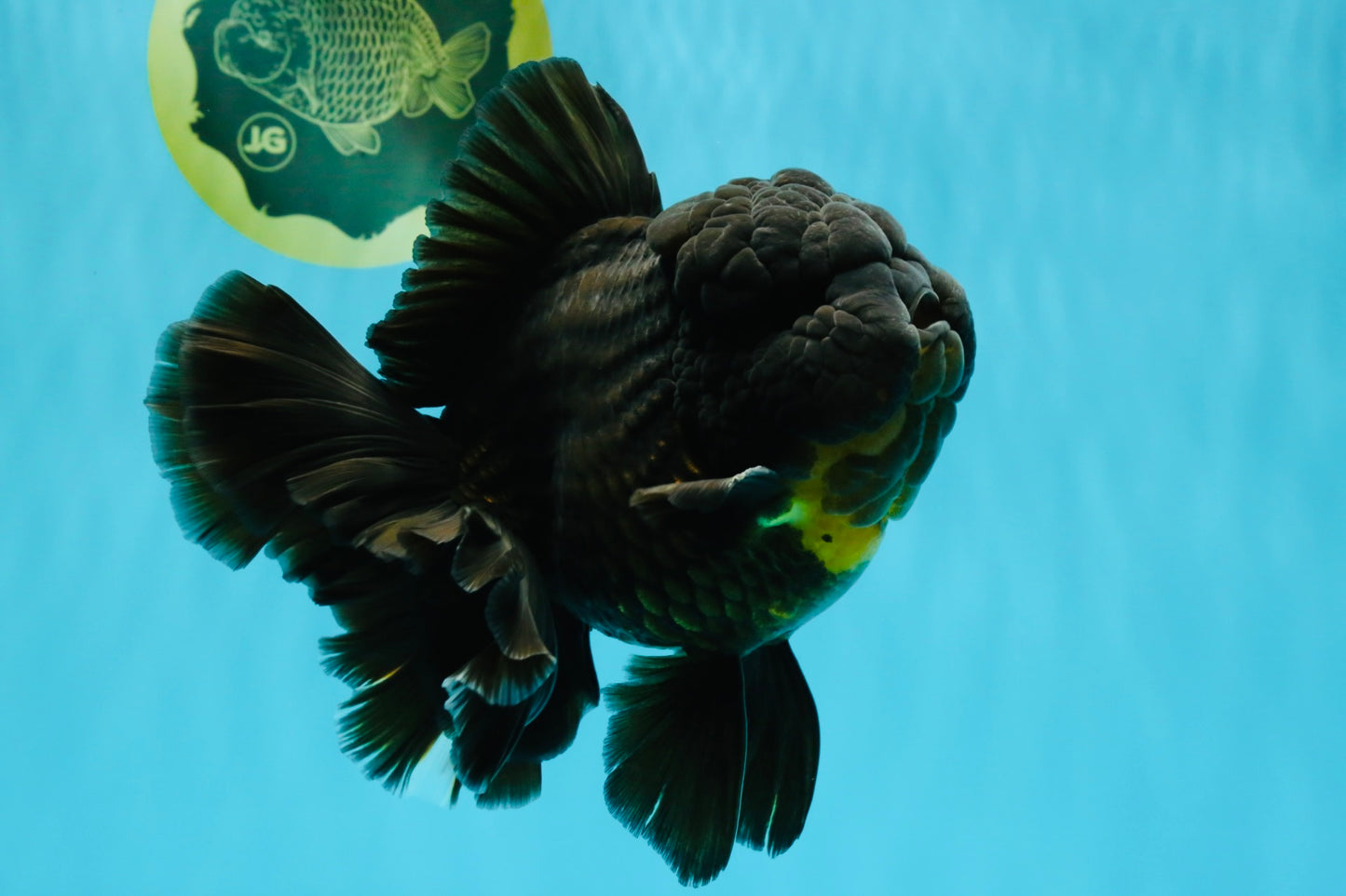 BULLDOG A Grade Godzilla Black Oranda 6.5 inches #022726OR_13