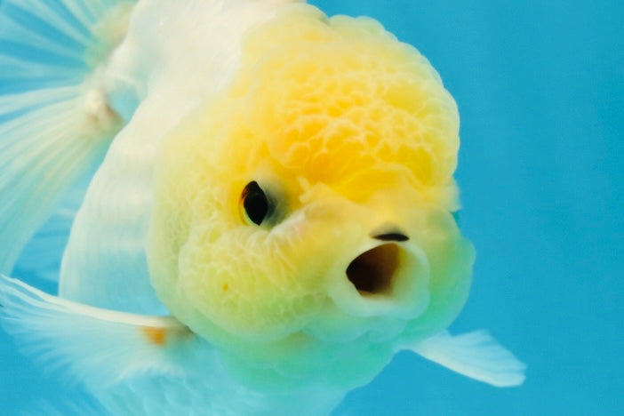 A Grade Puppy White Button Eyes Oranda Female 4.5-5 inches #050225OR_05