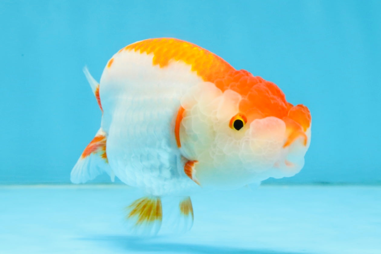 A Grade Red White LionQueen 4-4.5 inches #112125LC_11