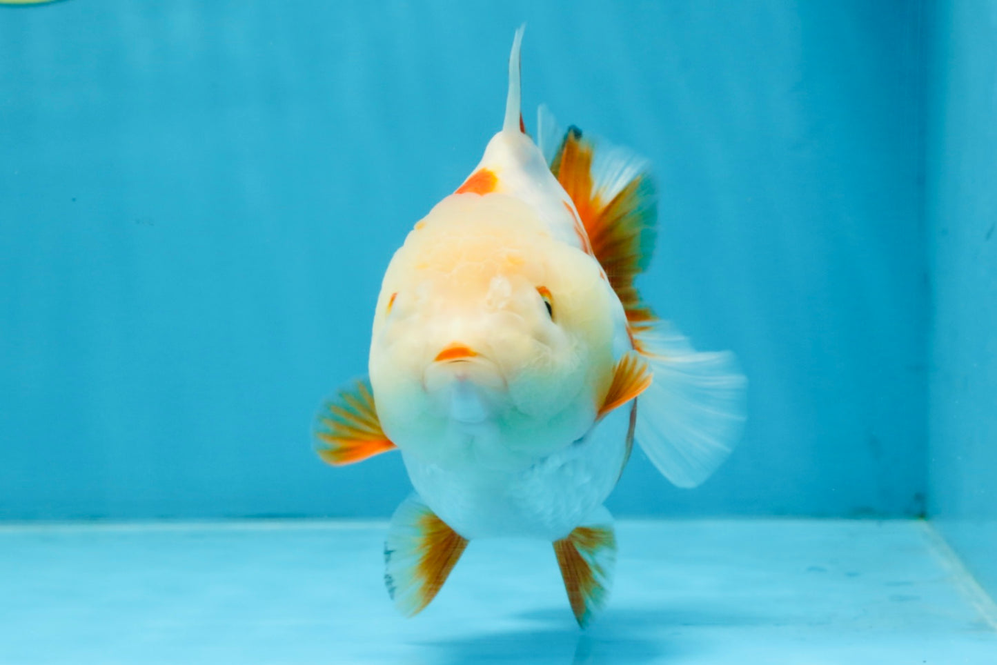 A Grade Red White Yuanbao Female 5 inches #103125YB_05